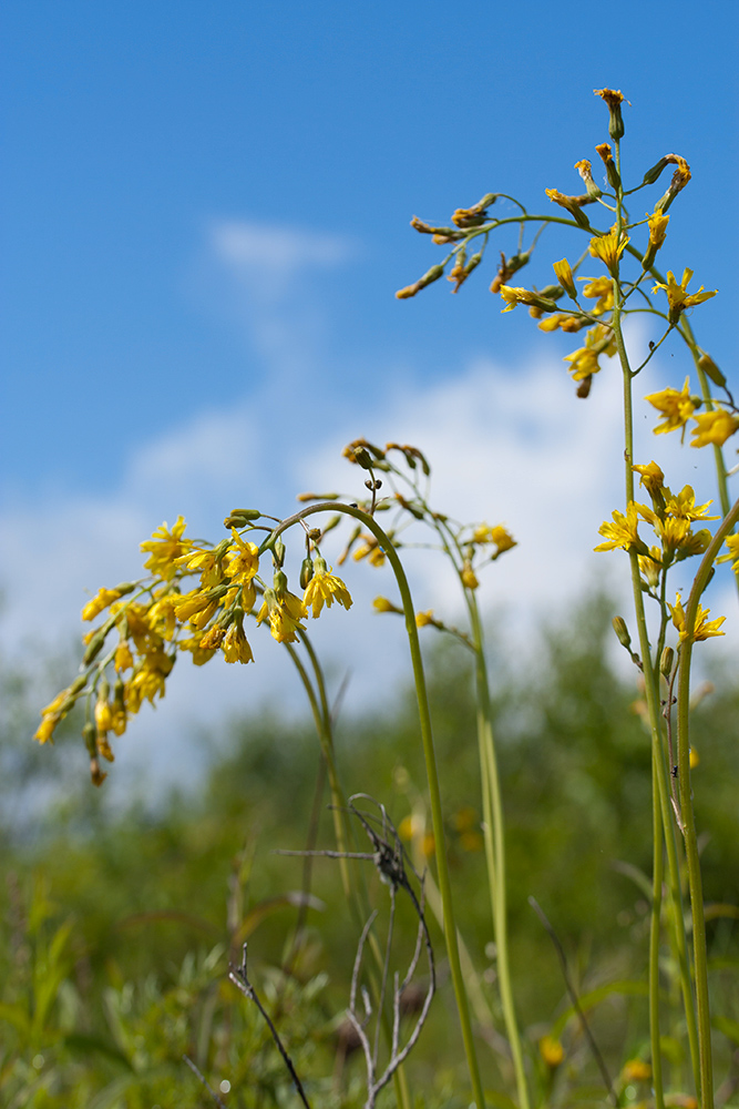 Изображение особи Crepis praemorsa.