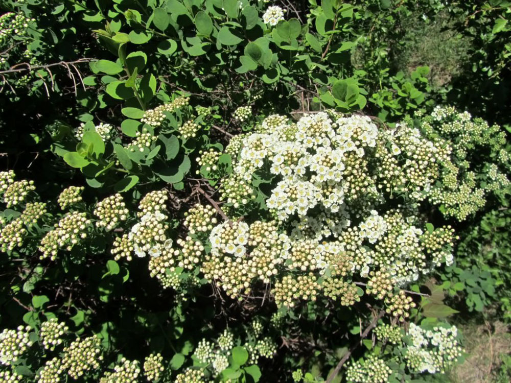 Изображение особи род Spiraea.