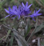 Centaurea pichleri