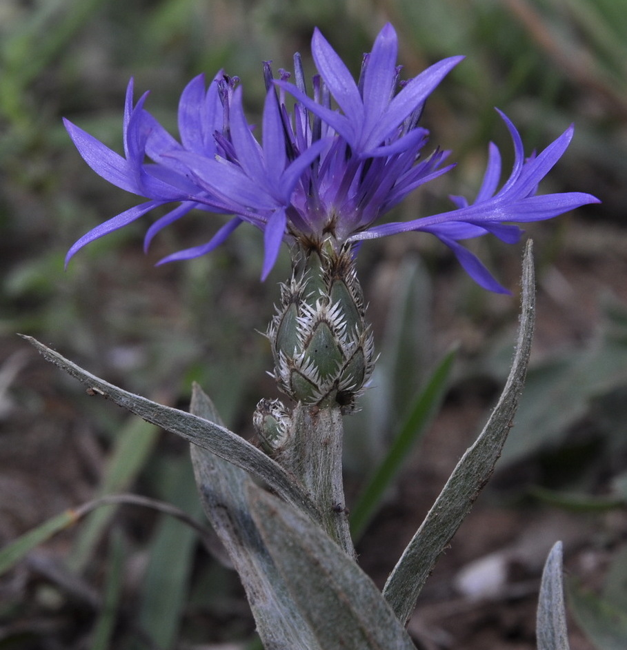 Image of Centaurea pichleri specimen.