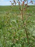 Clematis lathyrifolia