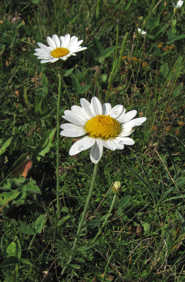 Image of Anthemis jailensis specimen.