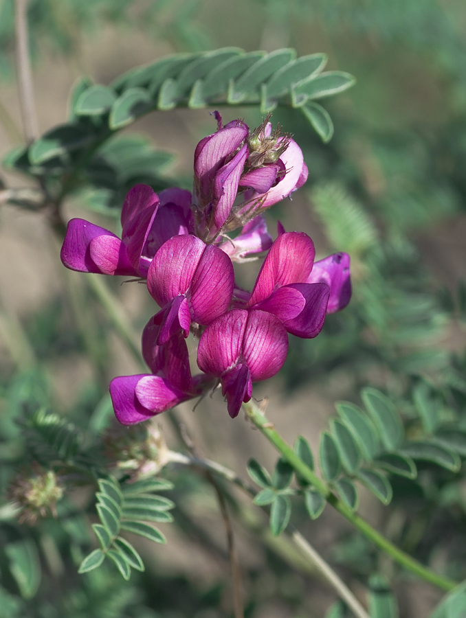 Изображение особи Hedysarum tauricum.