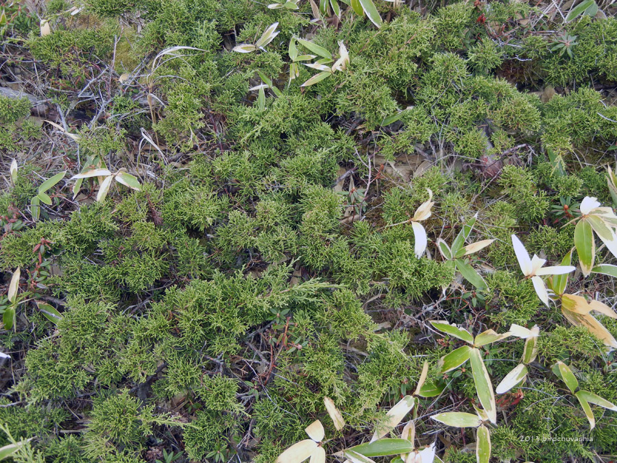 Image of Juniperus sargentii specimen.