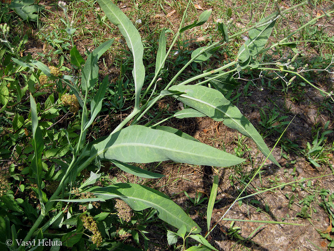 Изображение особи Lactuca tatarica.