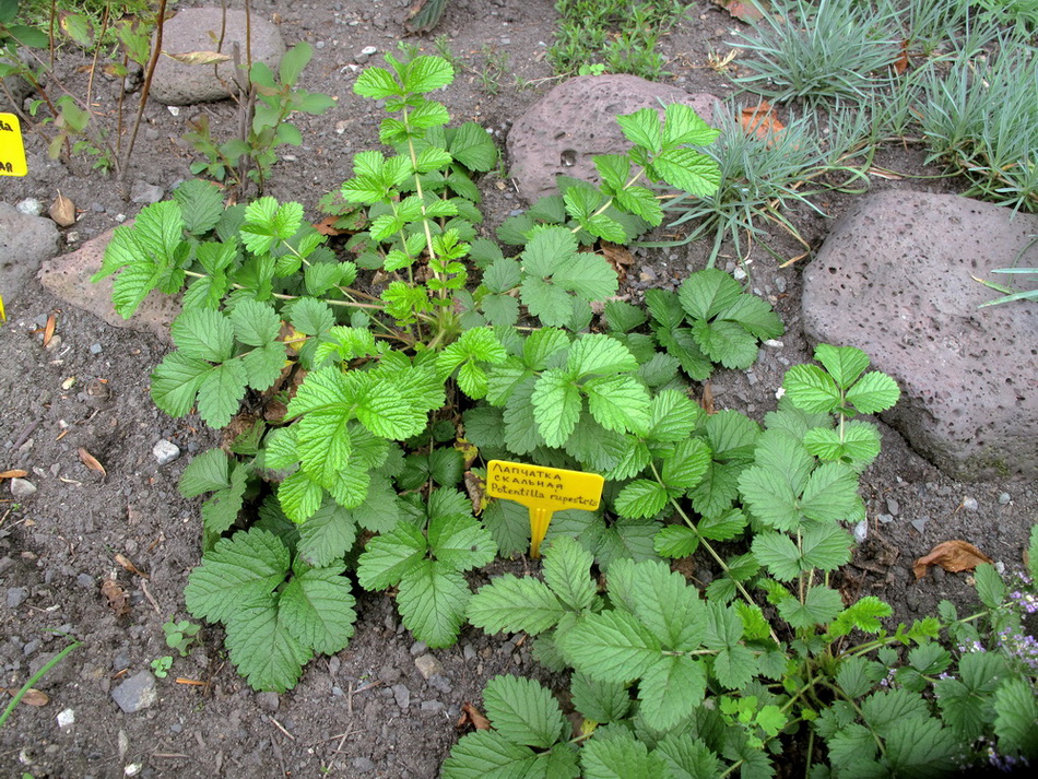 Image of Potentilla rupestris specimen.