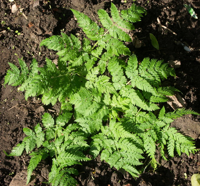 Image of Myrrhis odorata specimen.