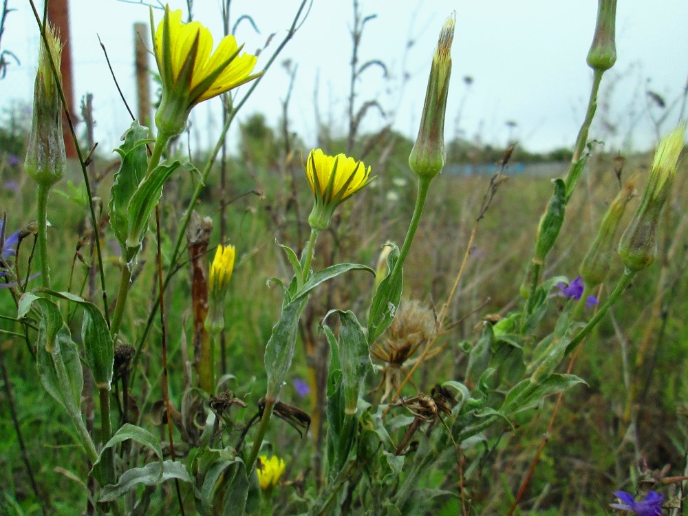 Image of Tragopogon dasyrhynchus specimen.