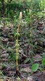 Equisetum sylvaticum