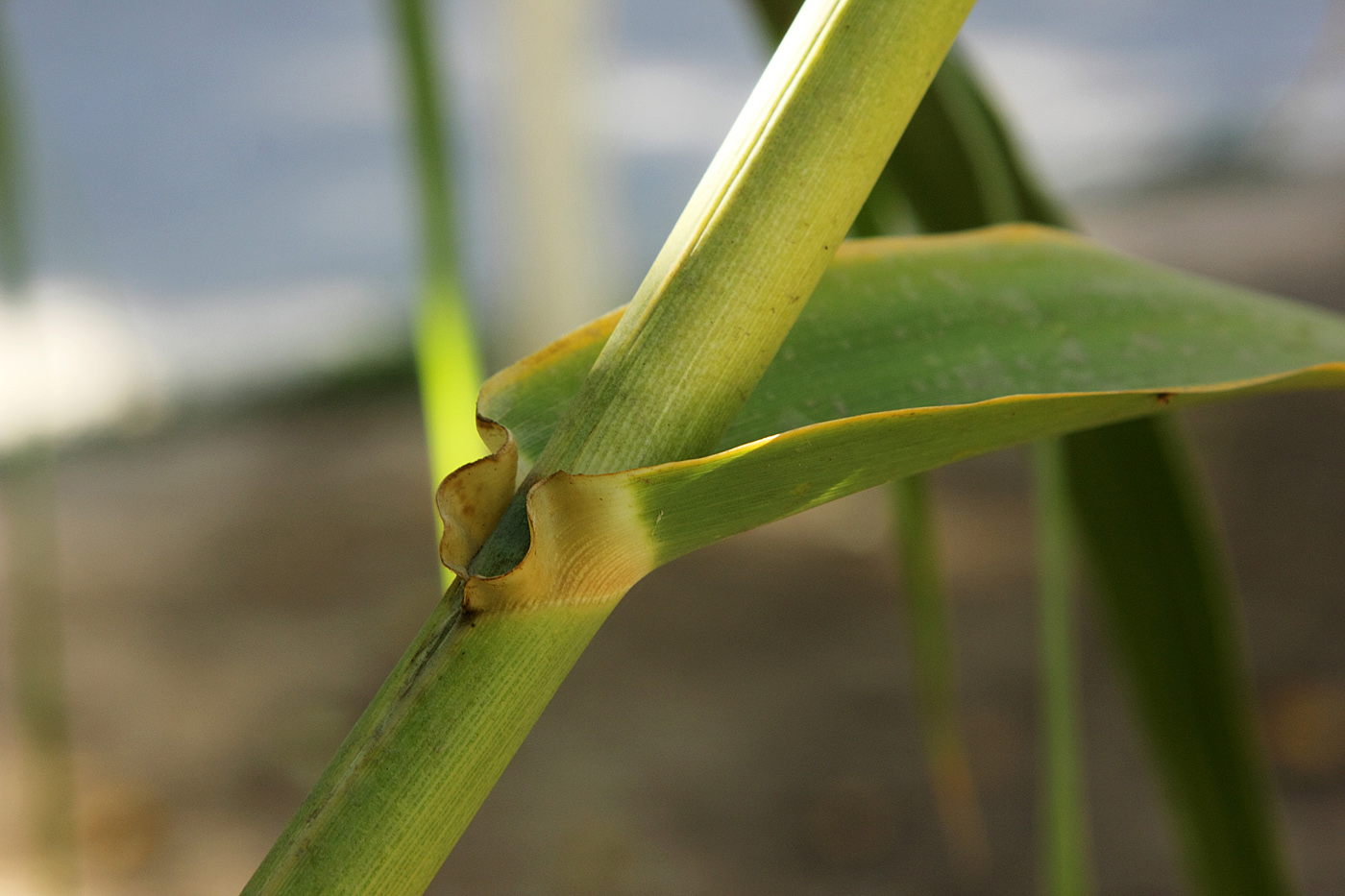 Изображение особи Arundo donax.