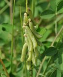 Crotalaria pallida
