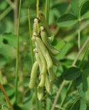 Crotalaria pallida