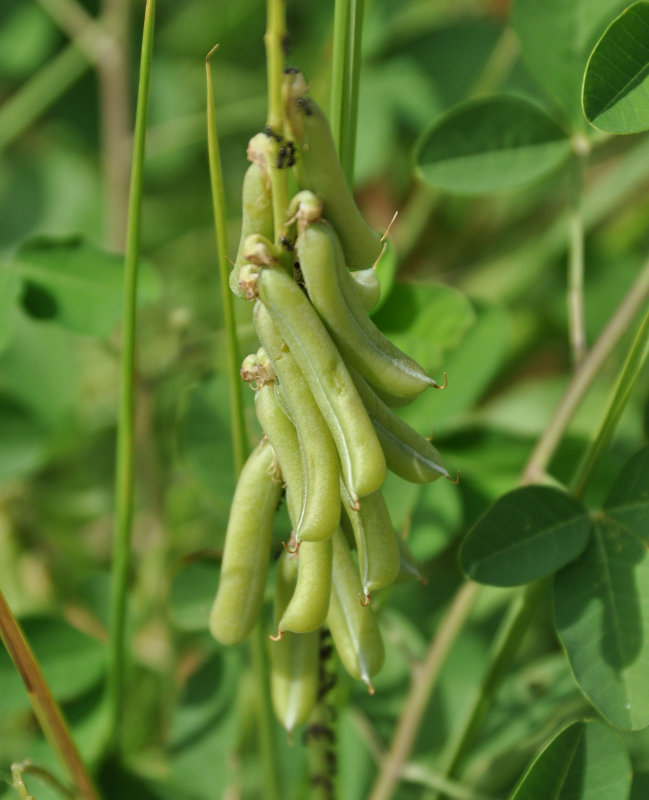 Изображение особи Crotalaria pallida.