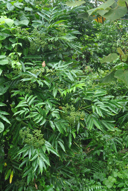 Image of Leea indica specimen.