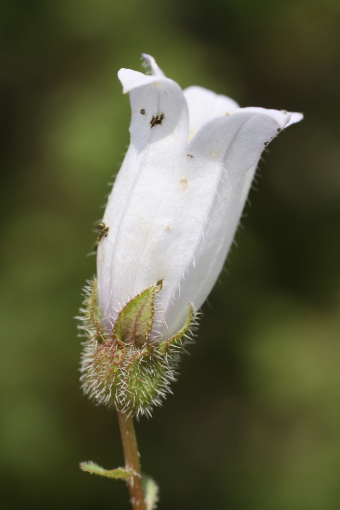 Изображение особи Campanula komarovii.