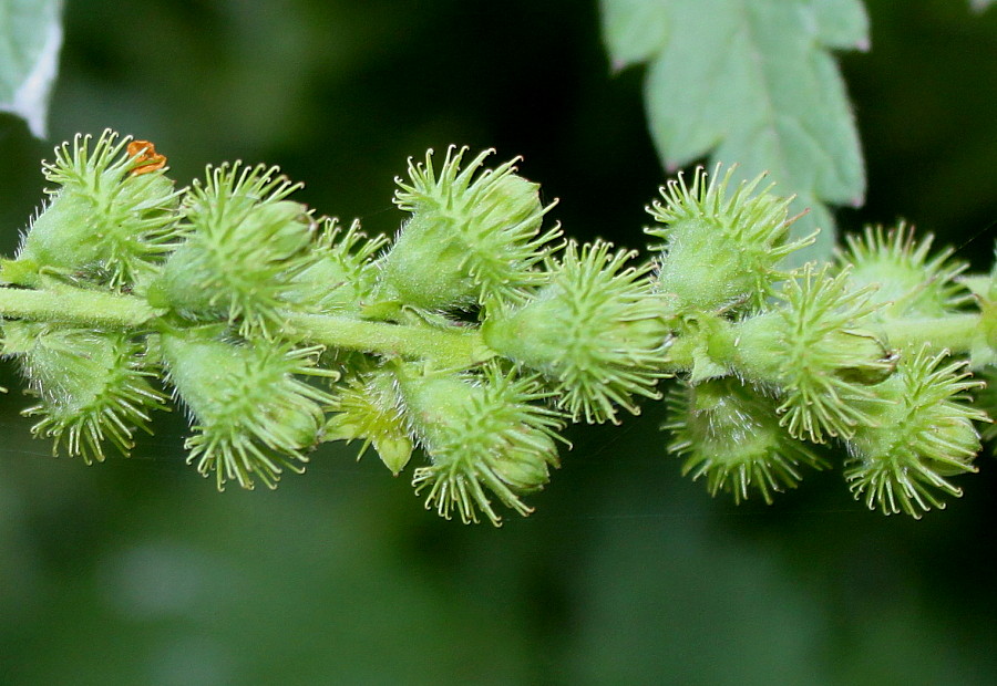 Изображение особи Agrimonia procera.