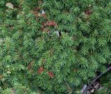 Picea abies. Средняя часть кроны взрослого растения ('Echiniformis'). Германия, г. Дюссельдорф, Ботанический сад университета. 04.09.2013.
