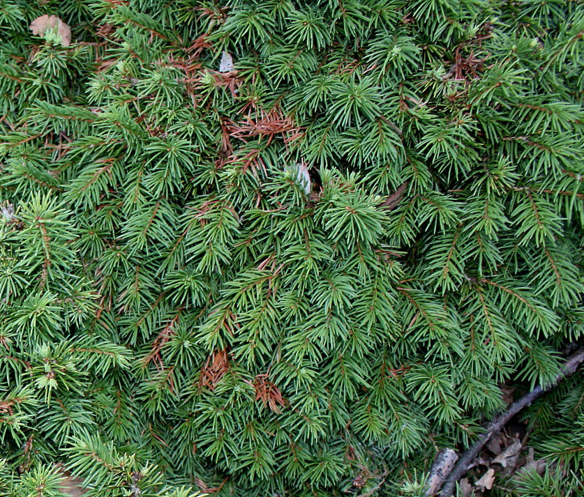 Изображение особи Picea abies.