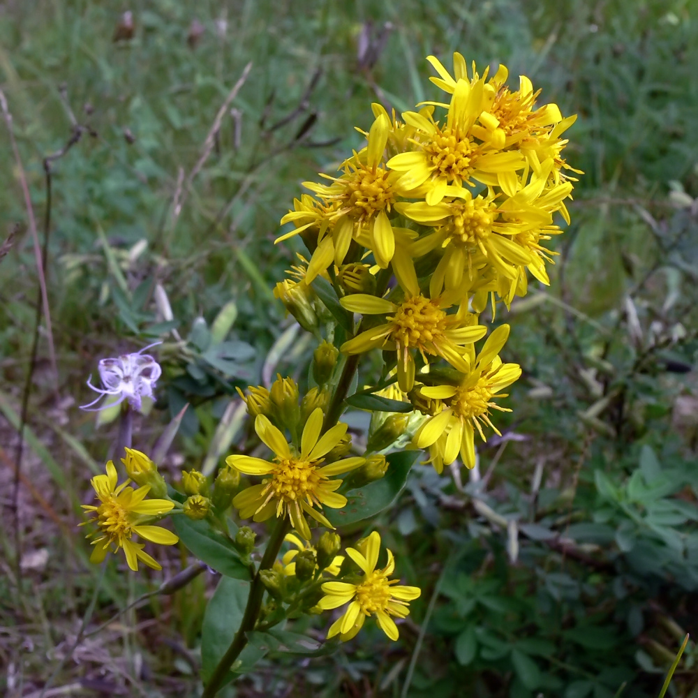 Изображение особи Solidago virgaurea.