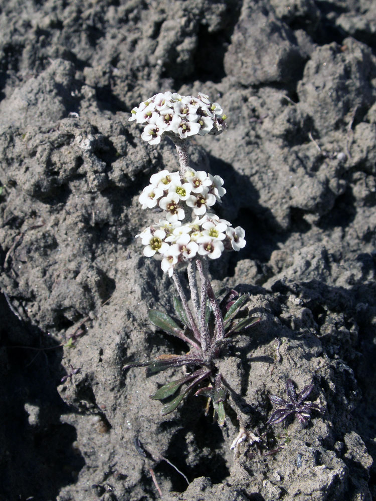 Image of Braya rosea specimen.