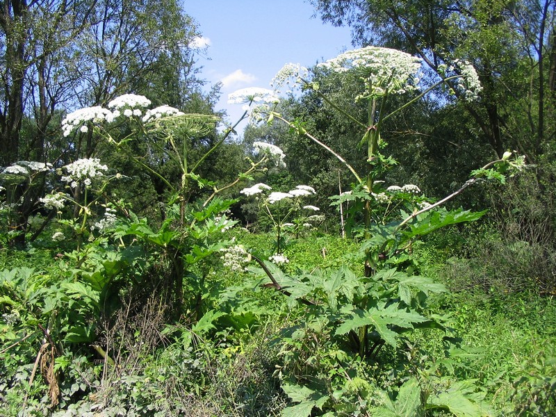 Изображение особи род Heracleum.