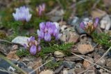 Astragalus argutensis