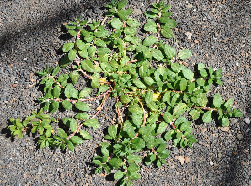 Image of Polygonum alpestre specimen.