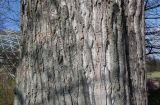 Populus deltoides. Средняя часть ствола. Германия, г. Дюссельдорф, Ботанический сад университета. 02.03.2014.