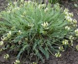 Astragalus visunicus. Цветущее растение. Украина, Кривой Рог, Ботанический сад НАН Украины, коллекция редких и исчезающих растений. 07.05.2008.