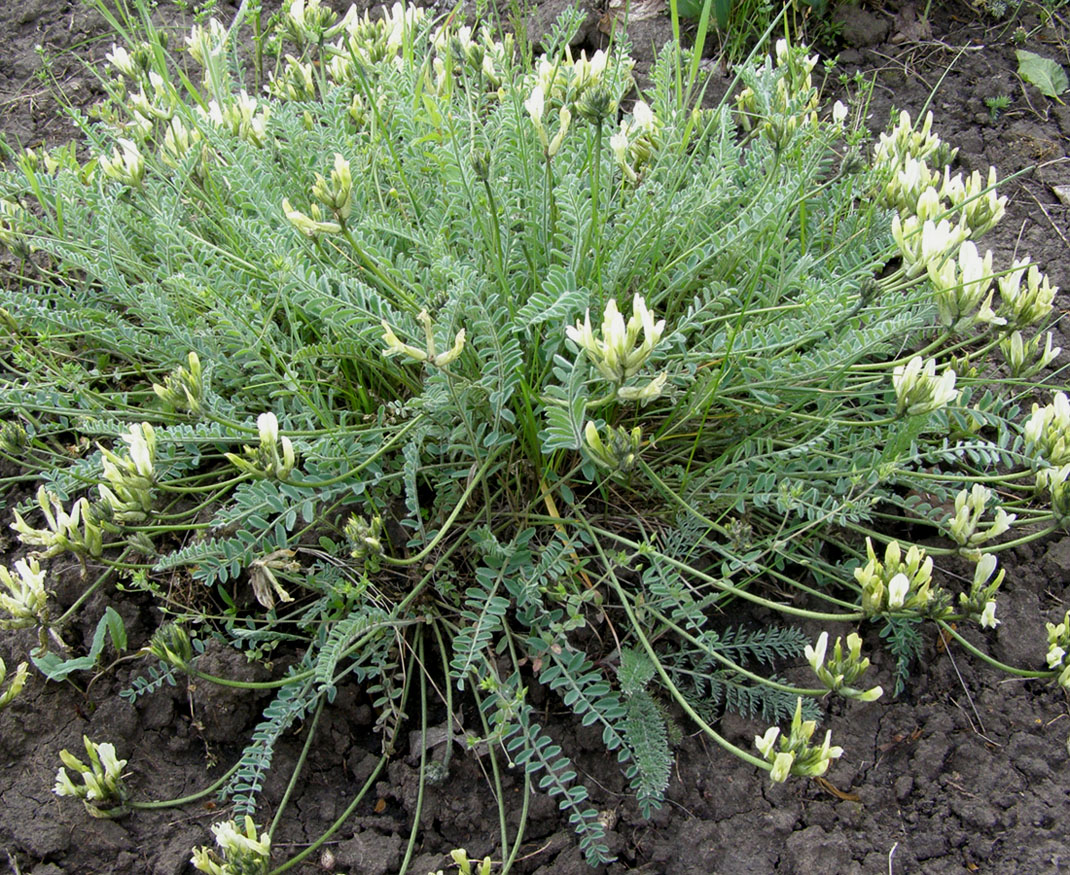 Изображение особи Astragalus visunicus.