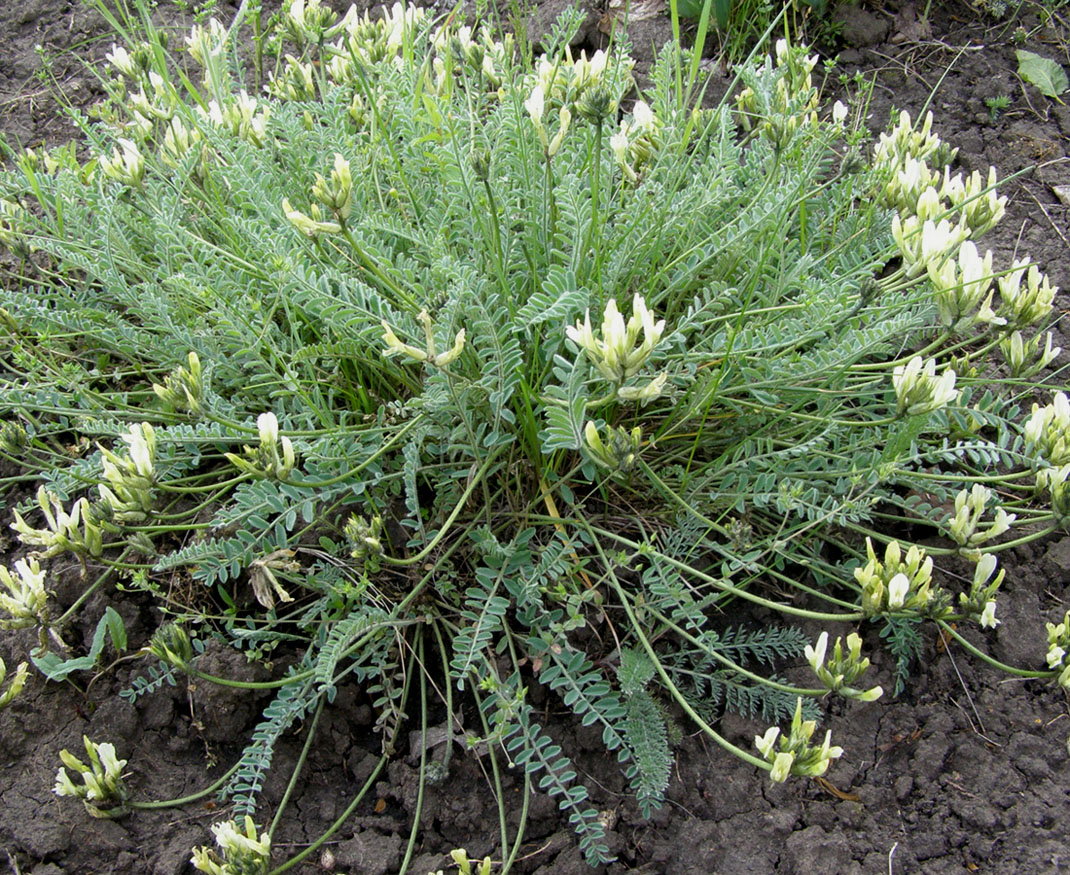 Image of Astragalus visunicus specimen.