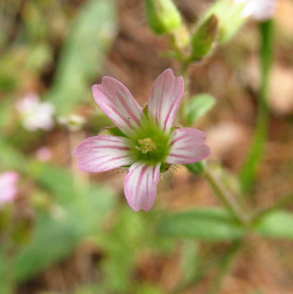 Image of Cerastium pseudobulgaricum specimen.