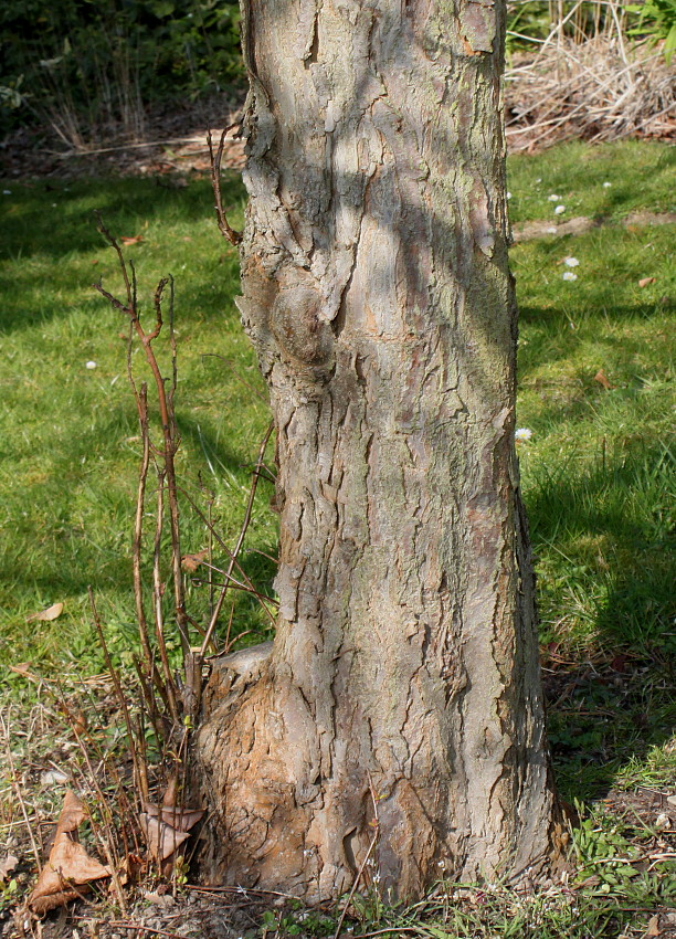 Изображение особи Malus sieversii.