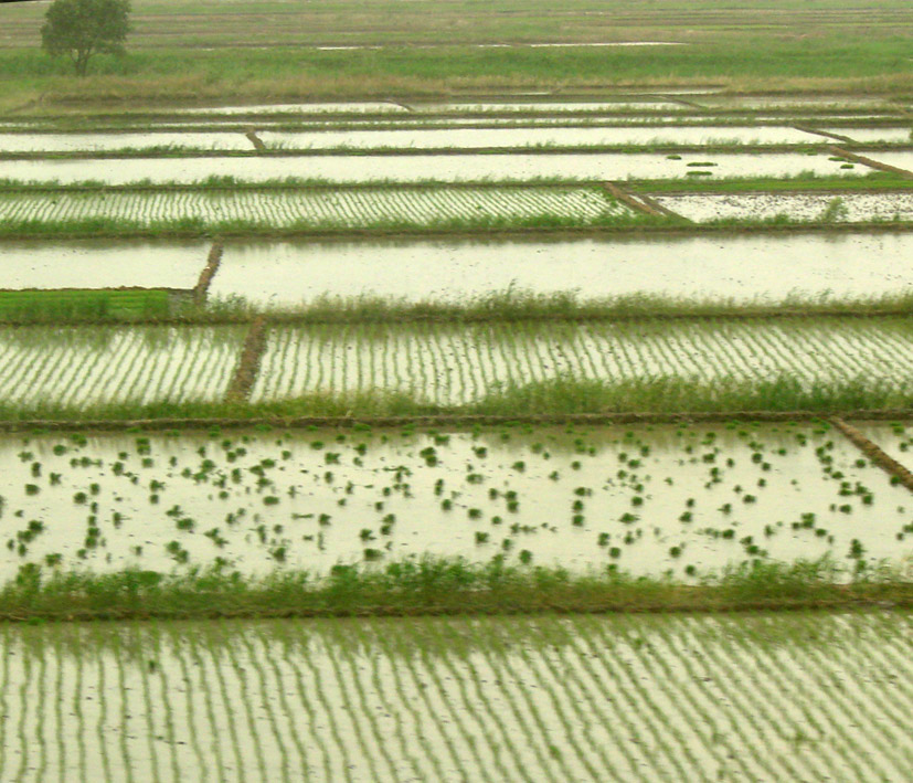 Image of Oryza sativa specimen.