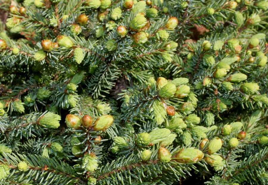 Изображение особи Picea glauca.