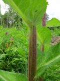 Cirsium heterophyllum