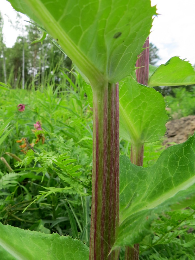 Image of Cirsium heterophyllum specimen.