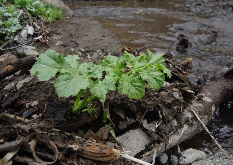 Image of Heracleum sosnowskyi specimen.