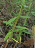 Hypericum lydium. Нижняя часть побега. Крым, Карадагский заповедник, начало экологической тропы, степная терраса с кустарниками. 2 июня 2014 г.