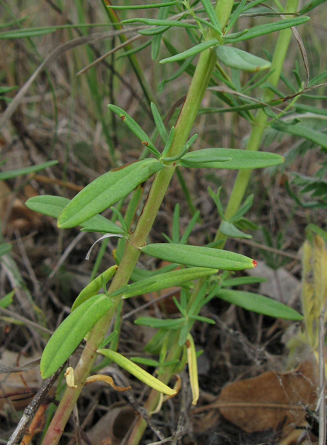 Изображение особи Hypericum lydium.