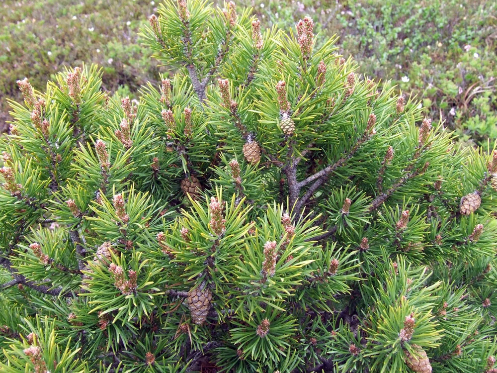 Изображение особи Pinus friesiana.