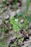 род Stellaria. Цветущее растение. Украина, Днепропетровская обл., неподал. г. Кривой Рог, 03.05.2014.