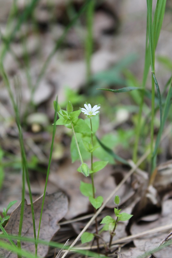 Изображение особи род Stellaria.