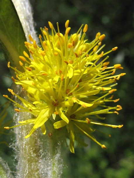 Image of Naumburgia thyrsiflora specimen.