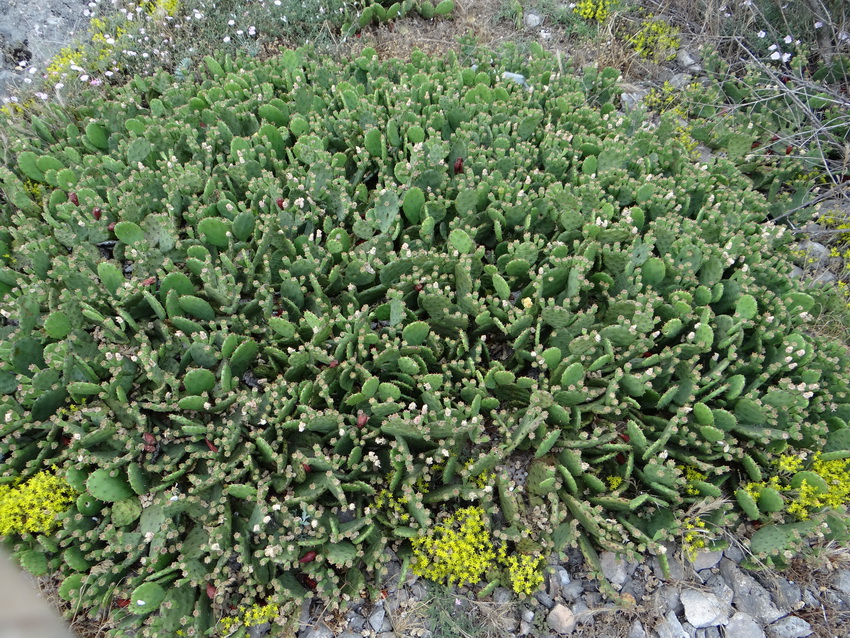 Image of Opuntia humifusa specimen.