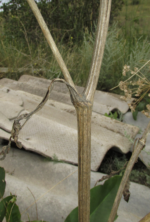 Image of Pastinaca clausii specimen.