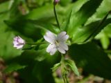 Epilobium montanum