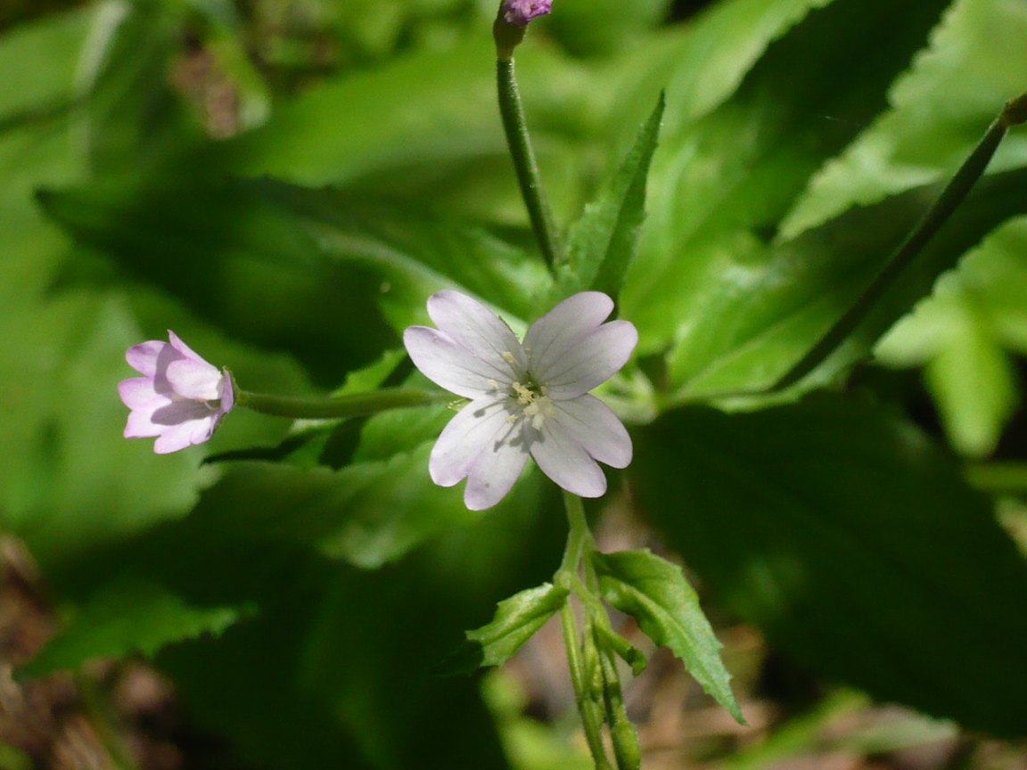 Изображение особи Epilobium montanum.