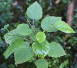 Betula pubescens