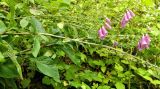 Digitalis purpurea